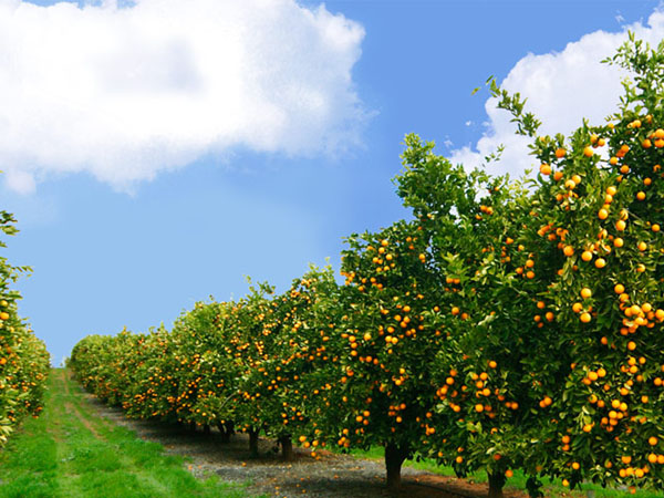 Perfect climate to grow Kinno citrus in Sargodha